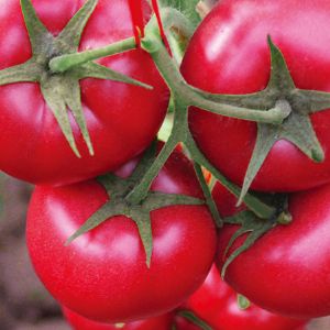 美粉8號F1【抗鐮刀菌根腐，越冬大茬，早春大粉果】